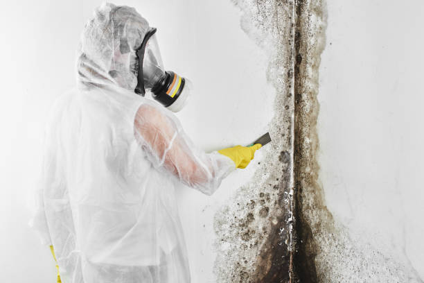 Best Mold Cleaning Services  in Summerde, AL