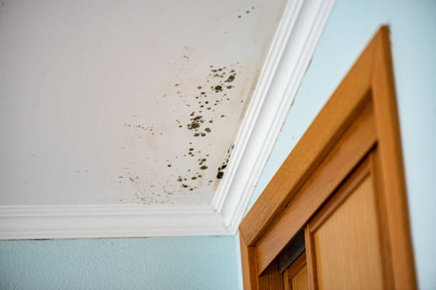 Best Black Mold Removal  in Summerde, AL