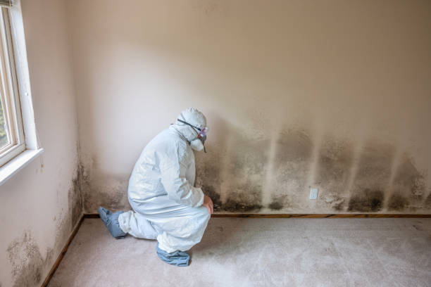Best Local Mold Removal Service  in Summerde, AL