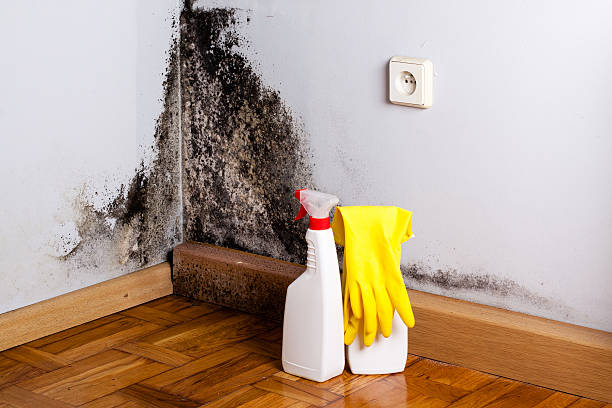Best Commercial Mold Removal  in Summerde, AL