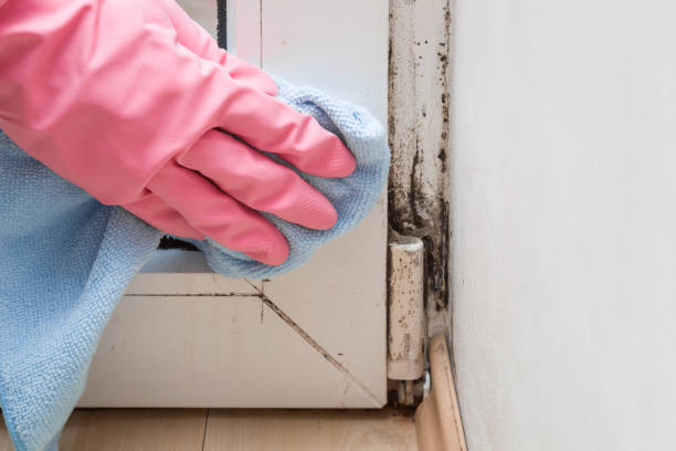 Best Fast Mold Removal  in Summerde, AL